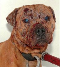 dogfighting 6