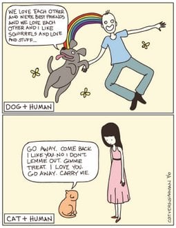 dogs vs cats