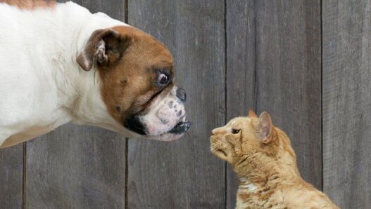 dogvscat1