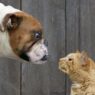 dogvscat1