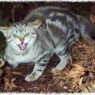 feral