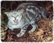 feral