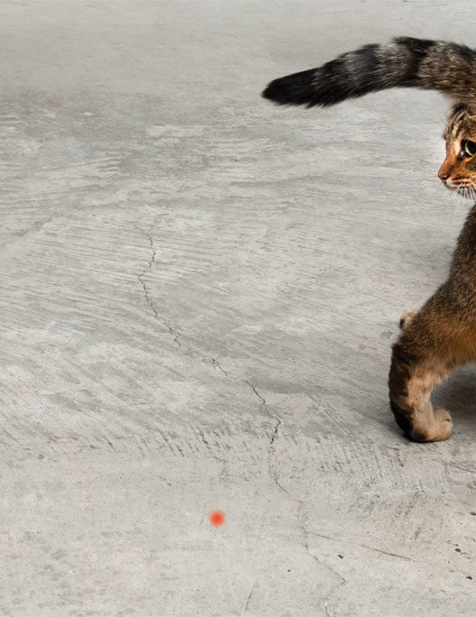 file1794720 frolicat dart