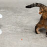 file1794720 frolicat dart