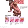 flea allergy dermatitis
