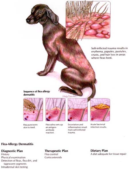 flea allergy dermatitis