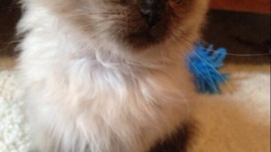 fluffy kitten