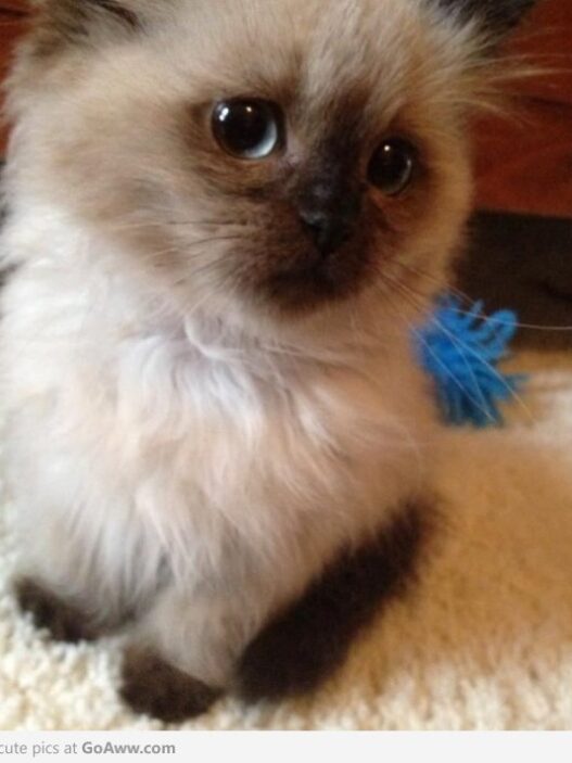 fluffy kitten