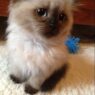 fluffy kitten