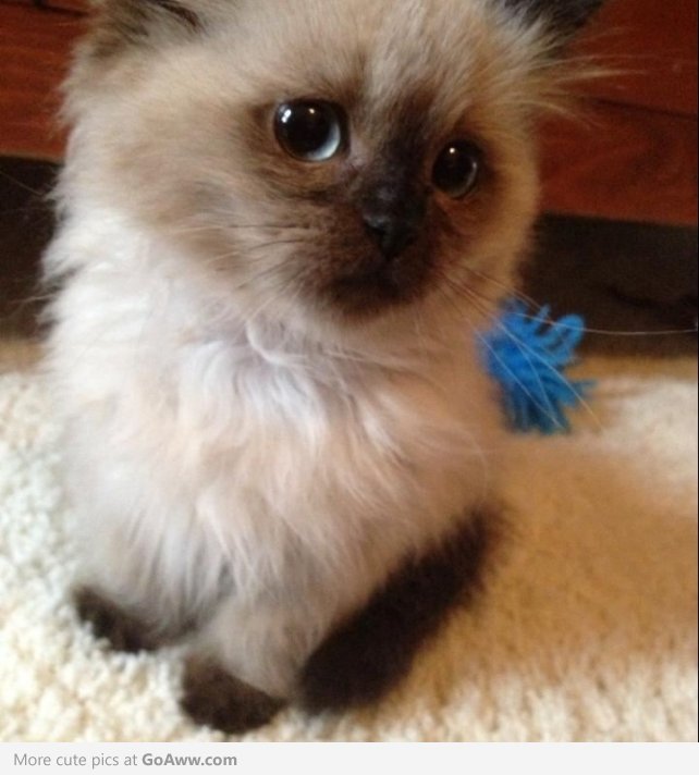 fluffy kitten
