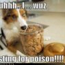 funny dog pictures dog is just testing for poison2