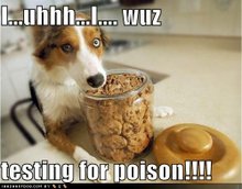 funny dog pictures dog is just testing for poison2