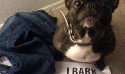 funny picture dog shaming bark
