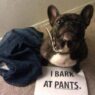 funny picture dog shaming bark