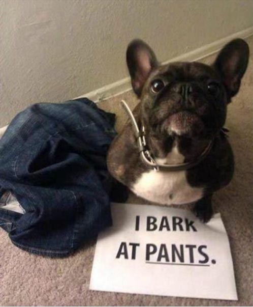 funny picture dog shaming bark
