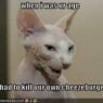funny pictures old cat talks about his childhood