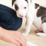house training dogs