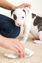 house training dogs