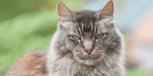 how long do cats stay mad for