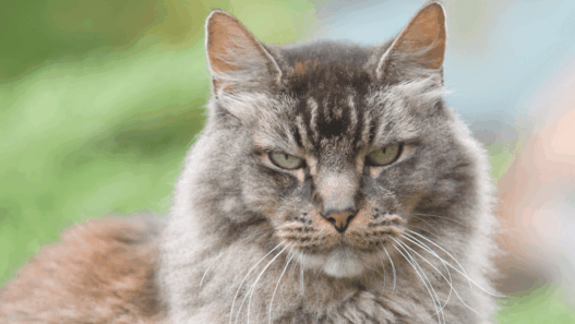 how long do cats stay mad for