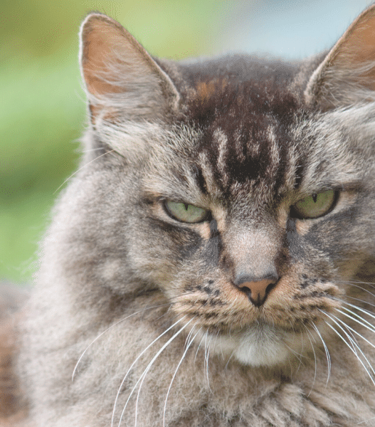 how long do cats stay mad for