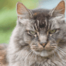 how long do cats stay mad for