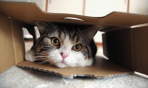 i am maru sneak peek maru in box 500kb0926111