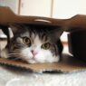 i am maru sneak peek maru in box 500kb0926111