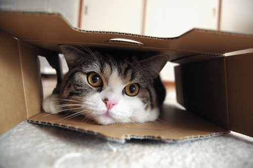 i am maru sneak peek maru in box 500kb0926111