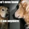 identity crisis dog