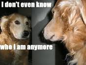 identity crisis dog