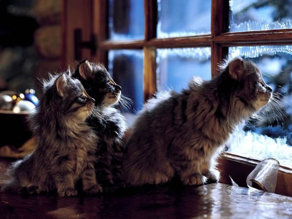indoor kittens