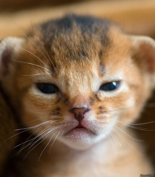 kitten up close 600x6001