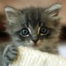 kittyscared1