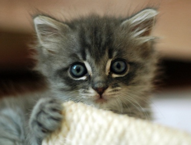kittyscared1
