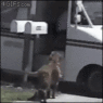 mail dog