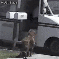 mail dog