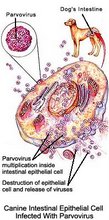 parvo 1
