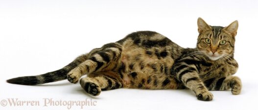 pregnant cat1