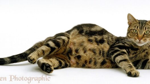 pregnant cat1