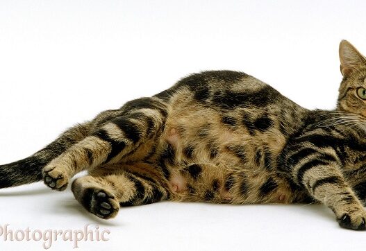 pregnant cat1