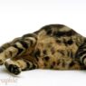 pregnant cat1
