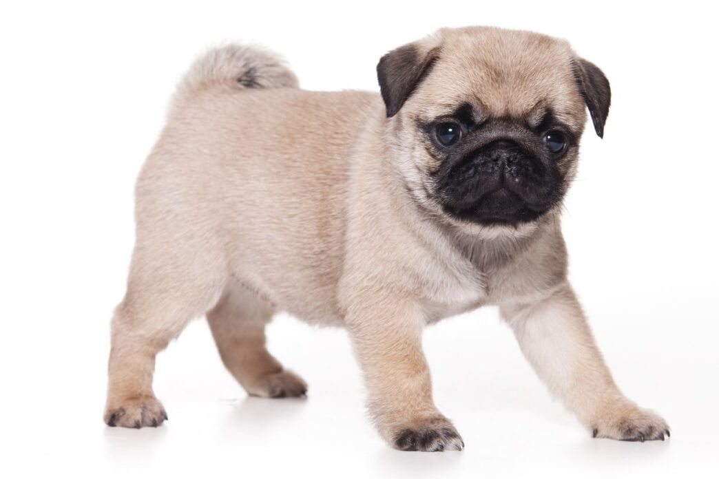 pug puppy