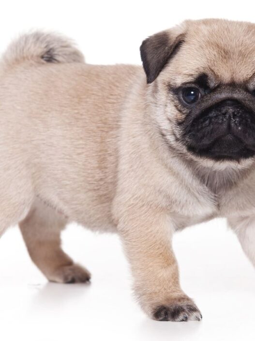 pug puppy