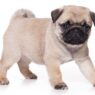 pug puppy