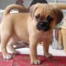 puggle