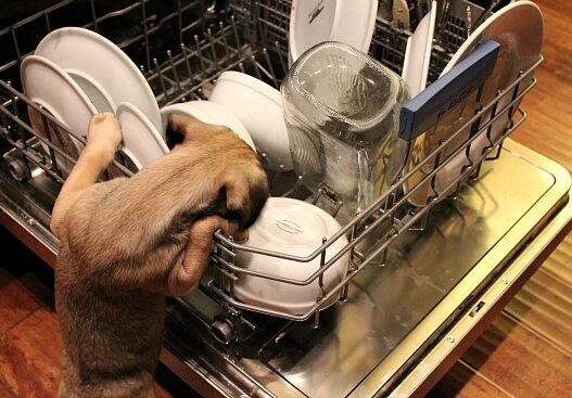 puggle dog dishwasher