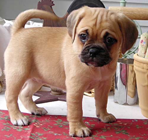 puggle