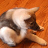 puppy scratch1