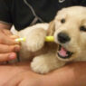 puppybrushing1